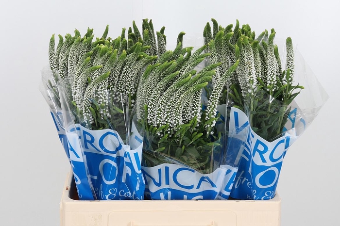 <h4>Veronica Caya Wit</h4>