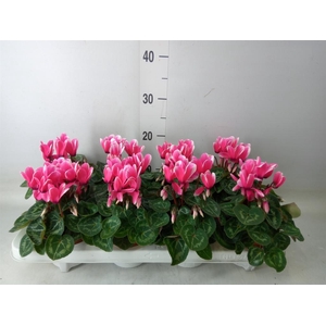 Cyclamen KL 'Compact Fuji'