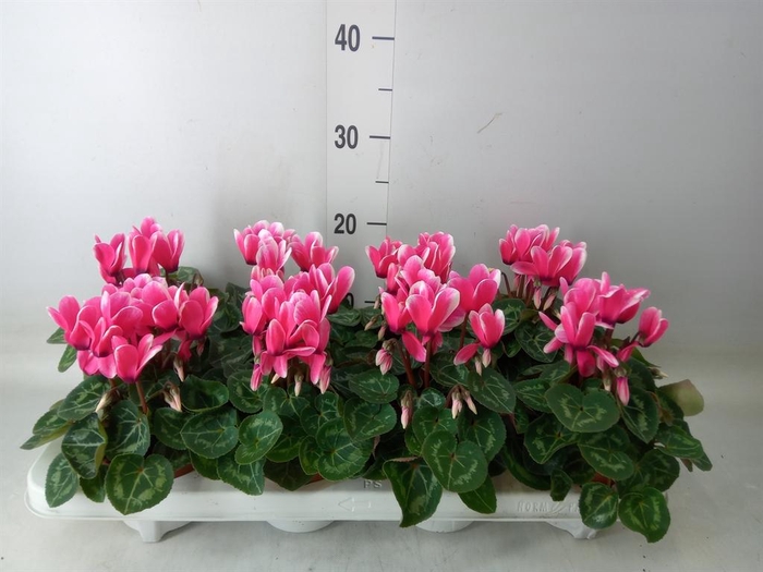 <h4>Cyclamen KL 'Compact Fuji'</h4>