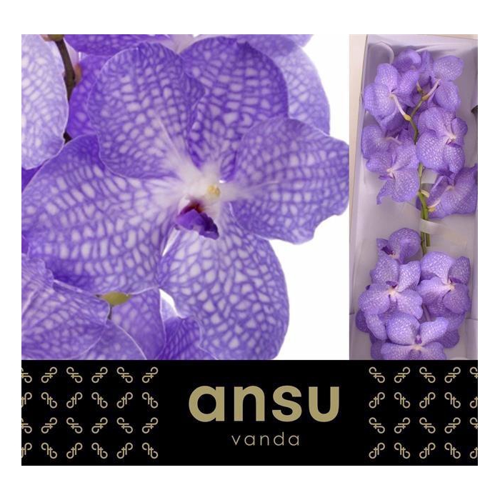 <h4>Vanda Kan Angelite</h4>