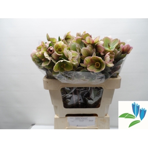 HELL FRK BAYLIS BLUS