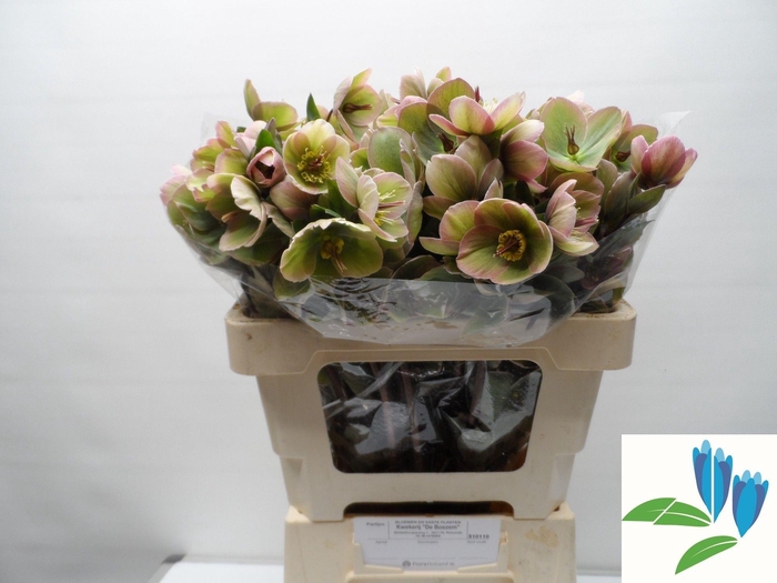 <h4>HELL FRK BAYLIS BLUS</h4>