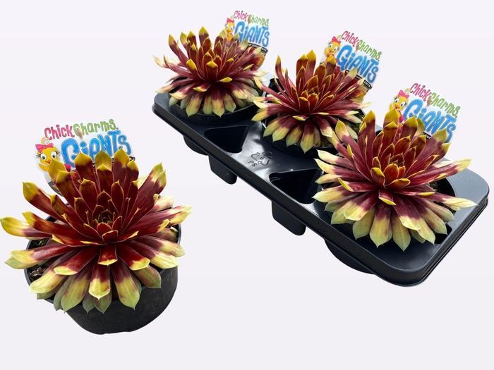 <h4>SEMP CCG GOLD MINE</h4>