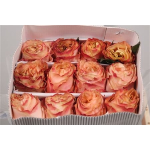R Gr Princess Crown Ec