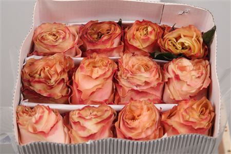 R Gr Princess Crown Ec