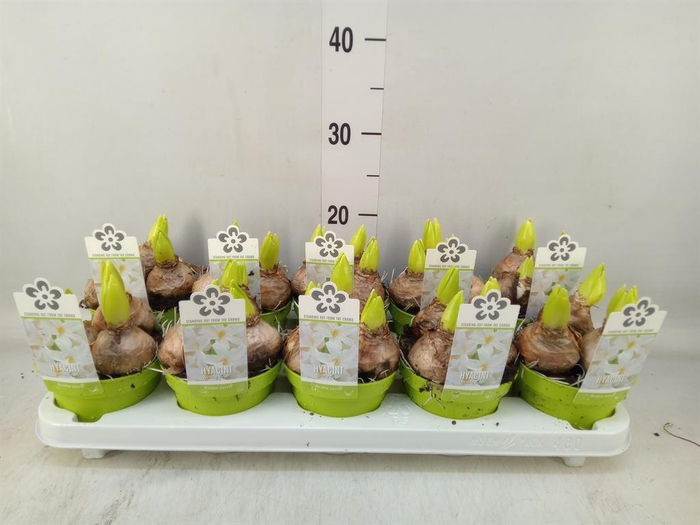 <h4>Hyacinthus orie. 'Pearl White'</h4>