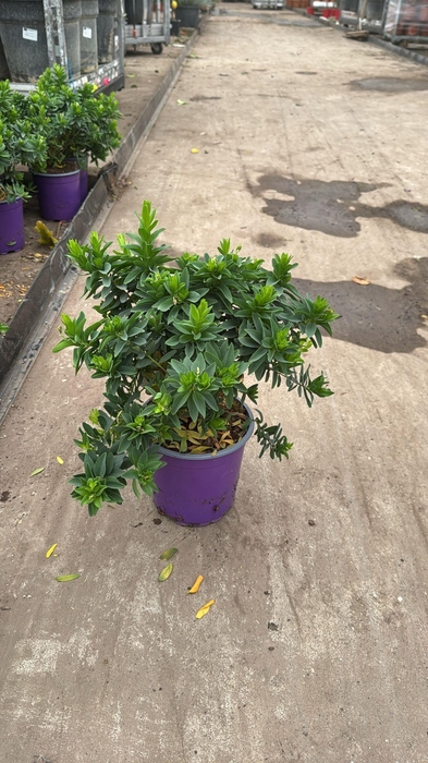 <h4>POLYGA MYRTIFOLIA</h4>