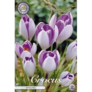 Crocus Vernus Vanguard X10