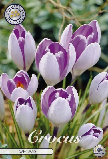 <h4>Crocus Vernus Vanguard X10</h4>