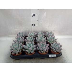 Echeveria   ...