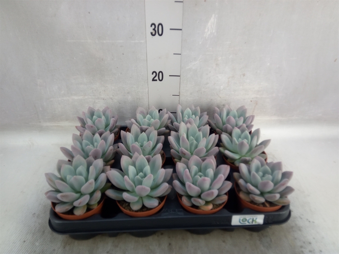 <h4>Echeveria   ...</h4>