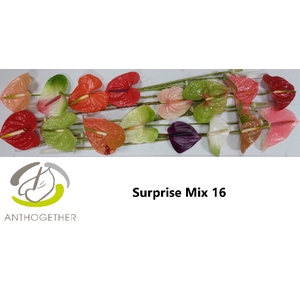 Anthurium mix