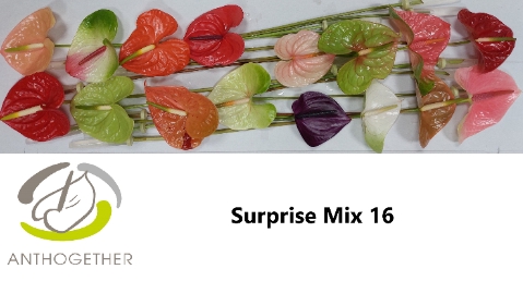 Anthurium mix