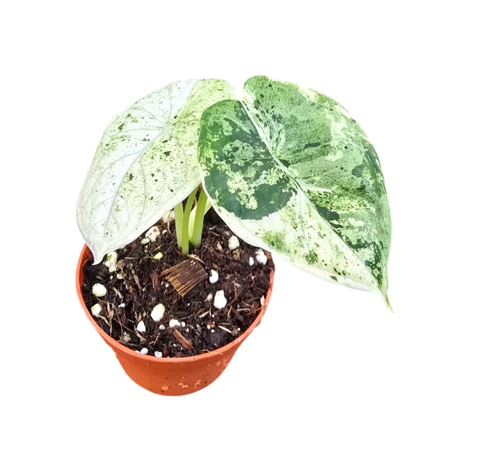 <h4>Alocasia Dragon Scale Variegata</h4>