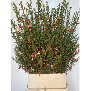 Cytisus Boskoop Ruby
