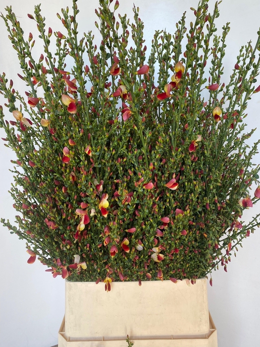 <h4>Cytisus Boskoop Ruby</h4>