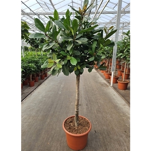 Ficus Cyathistipula