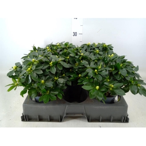 Rhododendron sim. 'Aiko White'