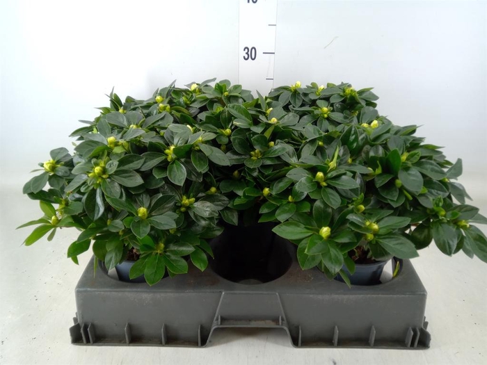 <h4>Rhododendron sim. 'Aiko White'</h4>