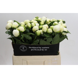 Paeonia Bridal Shower