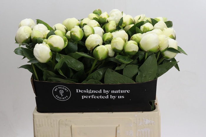 <h4>Paeonia Lact. Bridal  Shower</h4>