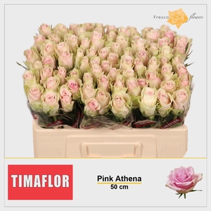 R GR PINK ATHENA