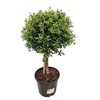 Myrtus Communis Stem - 1079