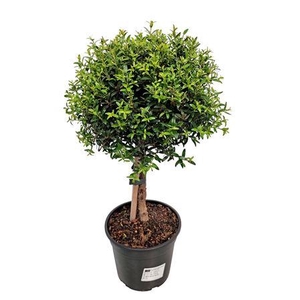 Myrtus Communis Stem - 1079