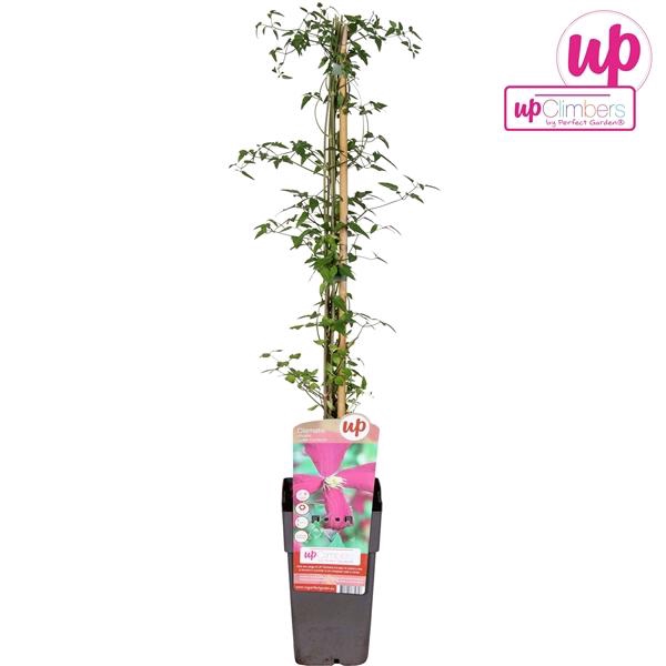 <h4>Clematis Viticella Madame Julia Cor</h4>