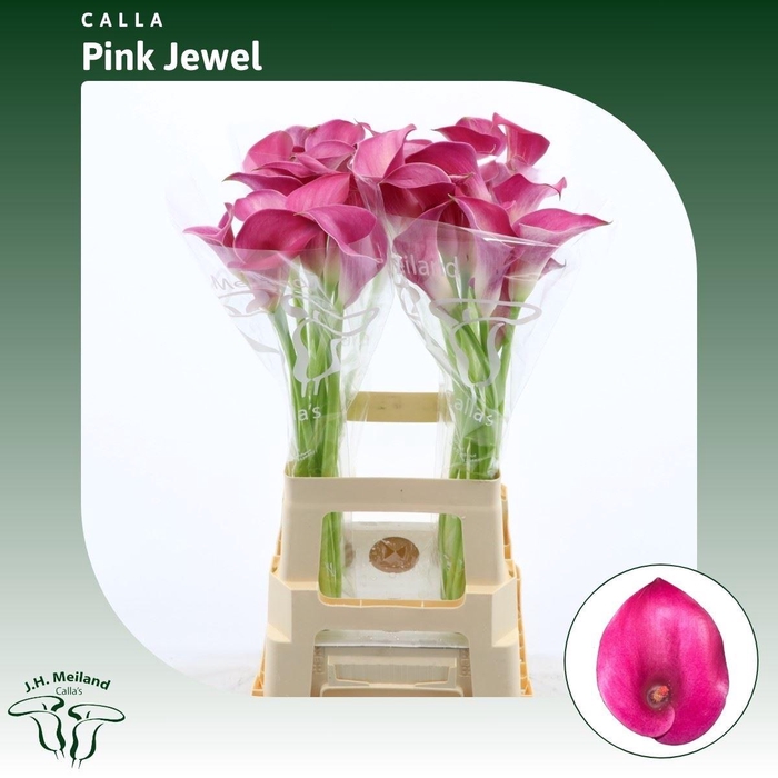 <h4>Calla Pink Jewel</h4>