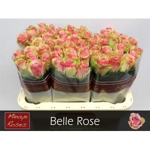 R GR BELLE ROSE