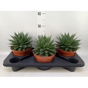 Aloe aristata
