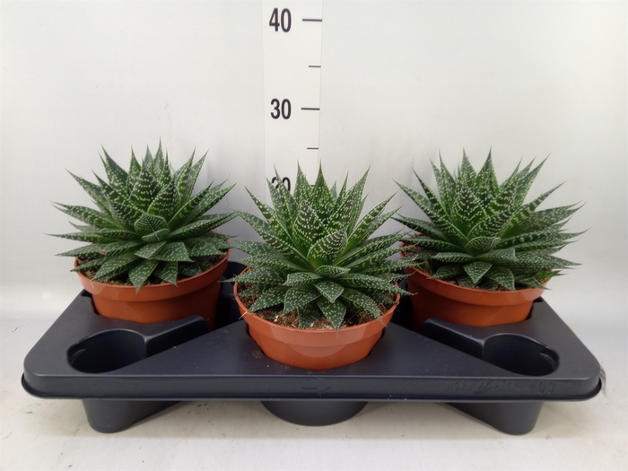 <h4>Aloe aristata</h4>