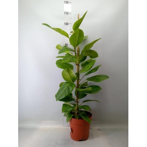 Ficus altissima