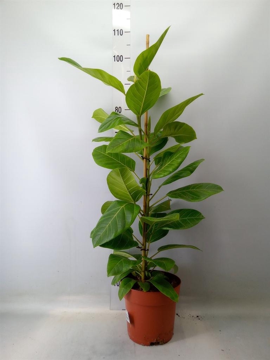 <h4>Ficus altissima</h4>