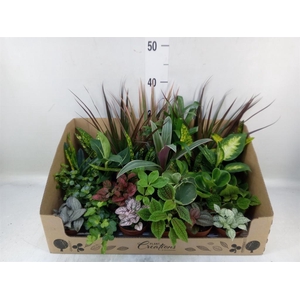 Planten Groen   ...mix 24