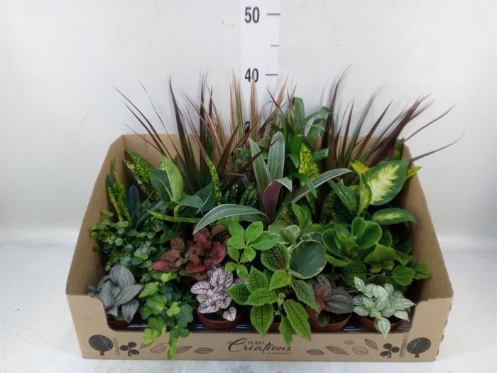 <h4>Planten Groen   ...mix 24</h4>