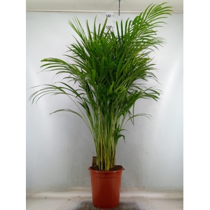 Dypsis lutescens   ...Chrysalidoca