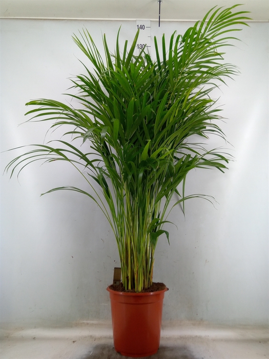 <h4>Dypsis lutescens   ...Chrysalidoca</h4>