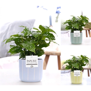 Coffea Arabica in P&PURE Fleur ceramics ass. 3