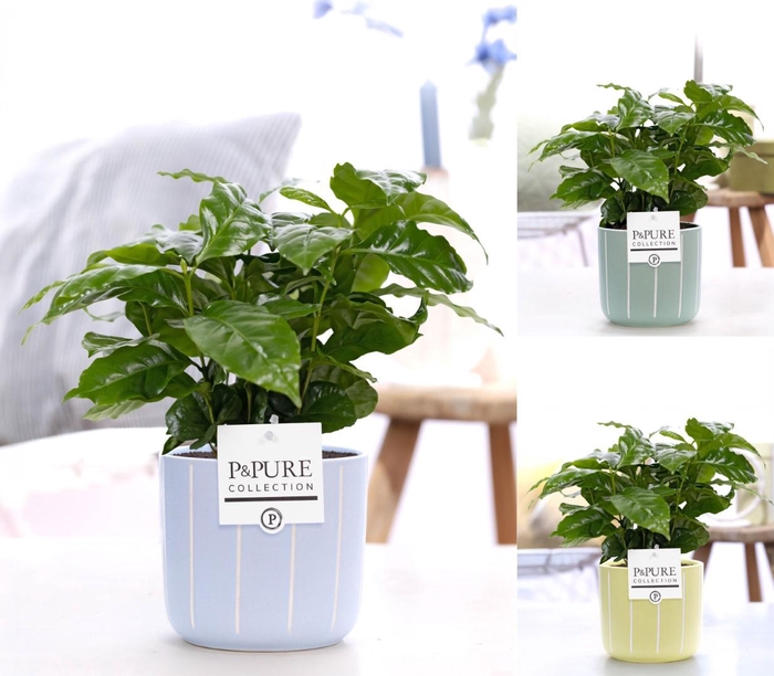 <h4>Coffea Arabica in P&PURE Fleur ceramics ass. 3</h4>