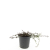 Cotoneaster procumbens Streibs Fi