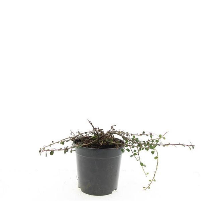 Cotoneaster procumbens Streibs Fi