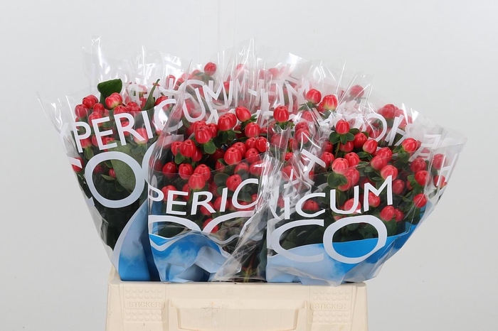 <h4>Hyp Coco Tango</h4>