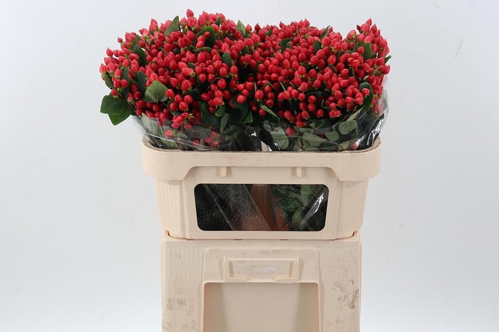 <h4>Hyp Red Spray</h4>