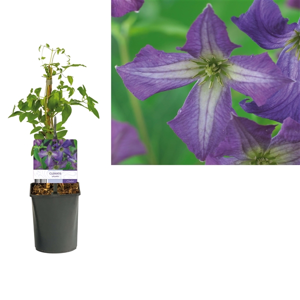 <h4>Clematis viticella +light label</h4>