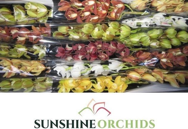 <h4>CYMB MI GEM</h4>