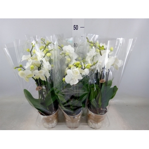 Phalaenopsis   ...white