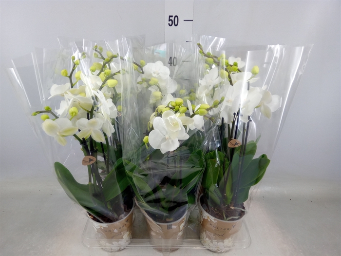 <h4>Phalaenopsis   ...white</h4>