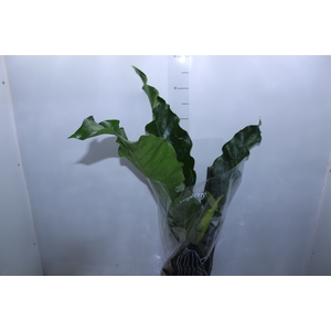 ANTHURIUM HOOKERI P19